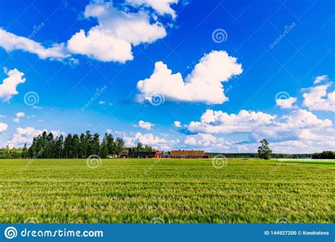 Edificios Agr Colas Rojos Y Campo Verde Del Trigo Del Verano En