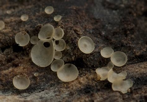 About Orbiliaceae Gen Sp Maryland Biodiversity Project