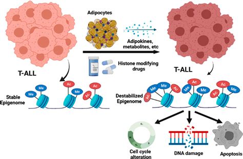 Frontiers Adipocyte Mediated Epigenomic Instability In Human T ALL