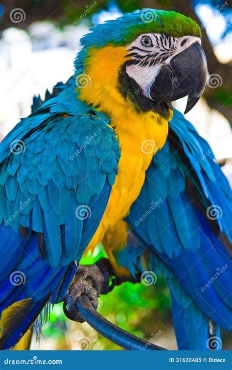 Parrot Bird Sitting On The Perch Stock Image Image Of Natural Fauna