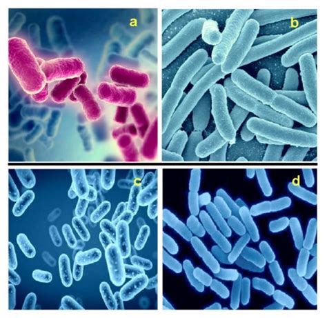 Gram Positive Rod Shaped Bacteria Belonging To The Genus Bacillus A