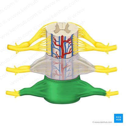 Duramadre anatomía función y características Kenhub