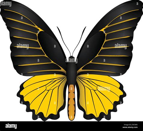 Beautiful Butterfly Isolated On A White Background Stock Vector Image