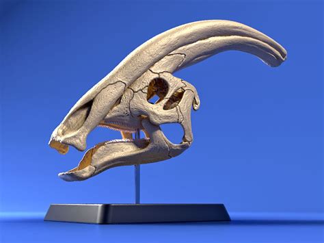 Parasaurolophus Skull - Prehistoric Animal Skeleton