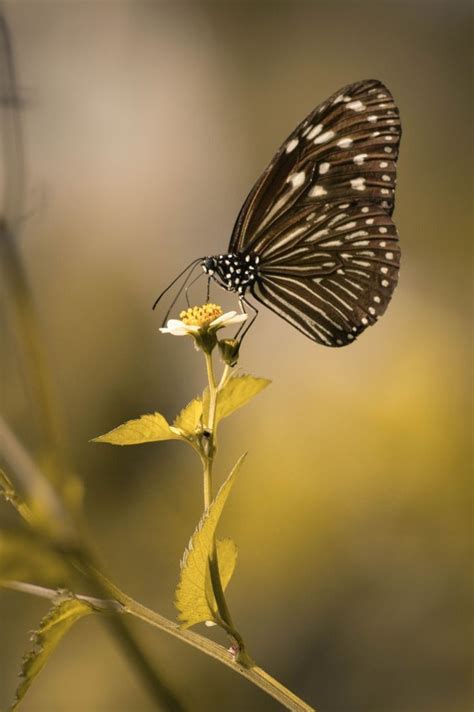 Pin By Tiffany Hauptly On Flowers Beautiful Butterflies Butterfly