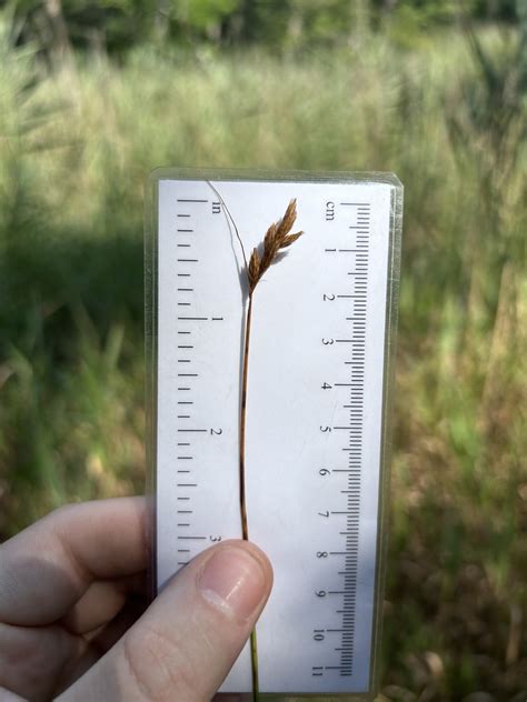 Pointed Broom Sedge From Long Island Manorville NY US On August 5