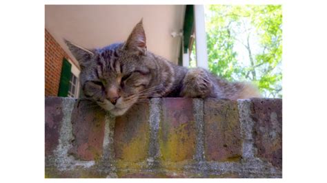 Comment Prot Ger Son Chat En Cas De Canicule