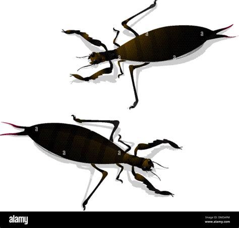 Two Large Insects Stock Vector Image Art Alamy