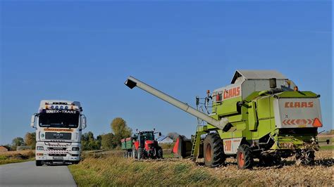 Koszenie Kukurydzy Na Ziarno 2021 Sypanko Na Tira Massey Ferguson