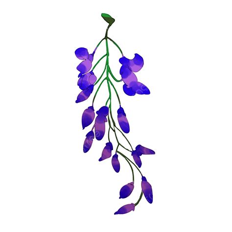 Wisteria Wisteria Wisteria Wisteria Flower Purple Flower Floral