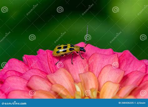Closeup Of Spotted Cucumber Beetle Or Southern Rootworm Beetle Stock