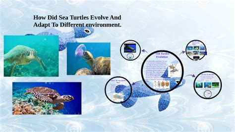 Sea Turtles Evolution By Tess Tess