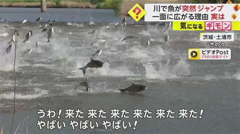 【集団ジャンプ】「100匹くらいいた」大量の魚が川一面に臆病な性格の“ハクレン”が驚いて飛んだ可能性 茨城・土浦市｜fnnプライムオンライン