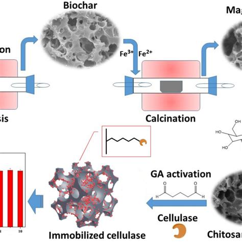 Principal Immobilization Methods A Adsorption B Covalent