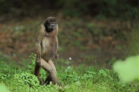 Brown Woolly Monkey Lagothrix Lagotricha Standing Editorial Stock Photo