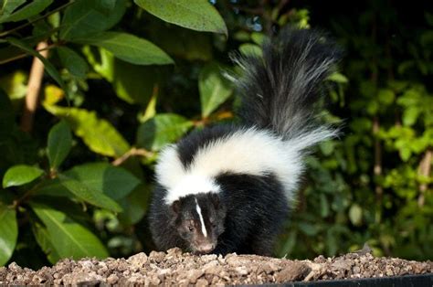 Striped skunk - Animal Facts and Information