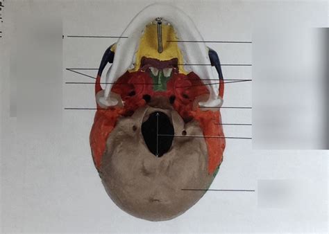 Skull Bones Bottom Diagram Quizlet