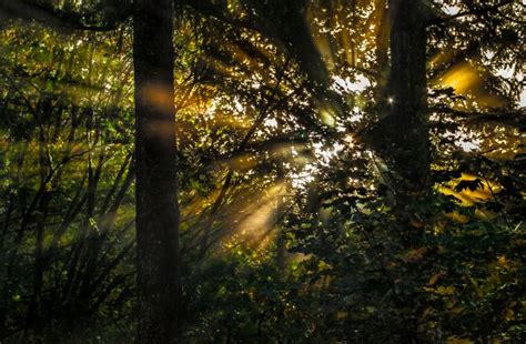 Free Images Tree Nature Forest Branch Light Sun Sunlight Leaf