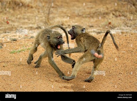 Baboons fighting hi-res stock photography and images - Alamy