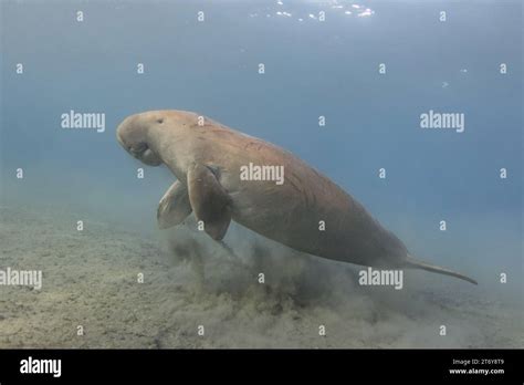 Dugong dugong dugon Fotos und Bildmaterial in hoher Auflösung Alamy