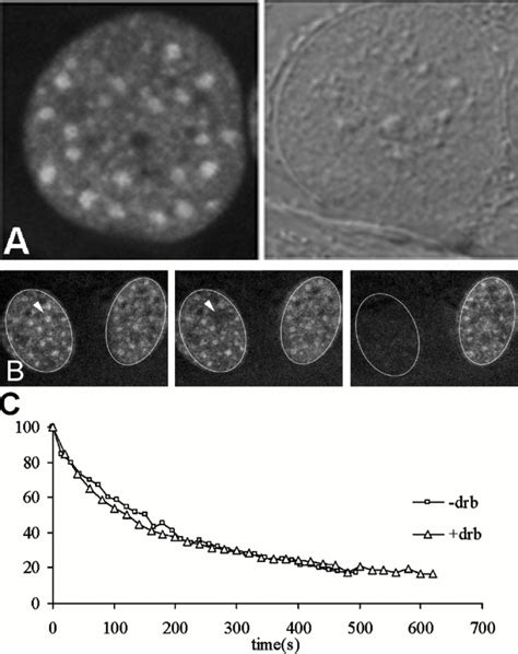 Drb Treatment Does Not Reduce The Mobility Of Poly A Rna After