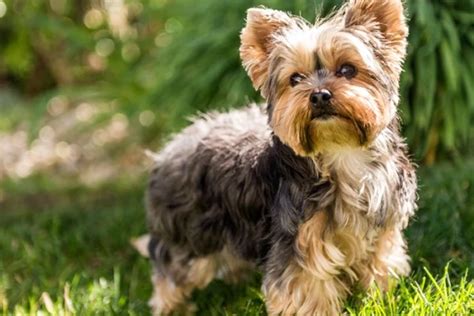 Yorkshire Terrier K Pek Irk Zellikleri Elit Yavru