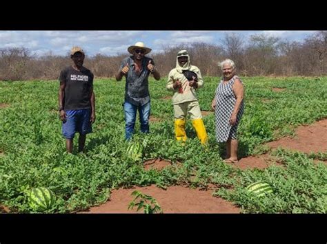 Planta O De Melancia No S Tio Arapiraca Verdejante No Sert O