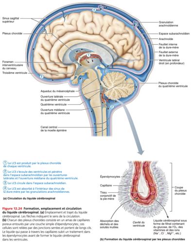 Neurosciences Ch 4 Flashcards Quizlet