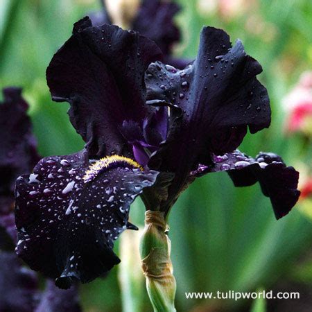 Bearded Iris Bulbs | German Iris | Reblooming Iris Bulbs