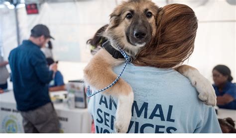 Volunteering Animal Shelter