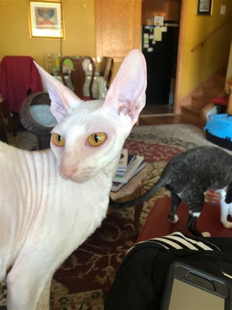 Corn Bred Cornish Rex Cattery Img0519