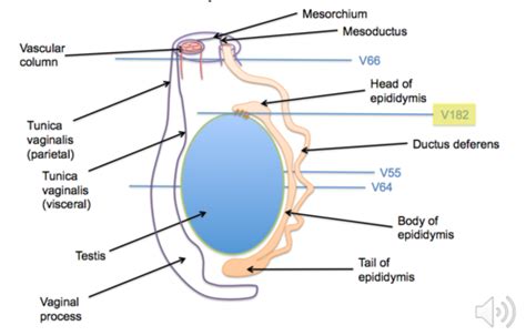 Male Reproductive Tract Histology Flashcards Quizlet