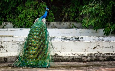 20 Interesting Facts About Peacocks Curb Earth