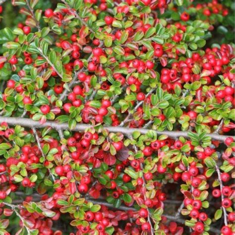 Cotoneaster Horizontalis Wall Cotoneaster On Onbuy