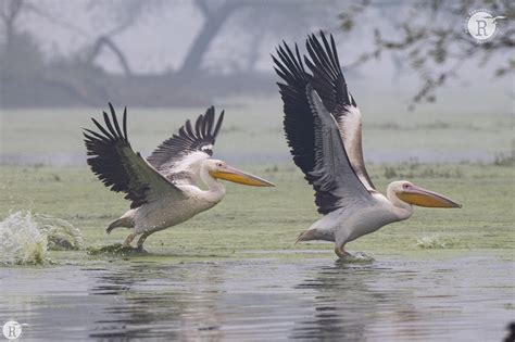 Rathika Ramasamys Wildlife Photography Gallery