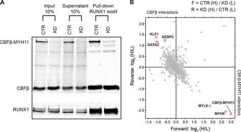 Identification of interactors affected by the CBFβ MYH11 fusion a