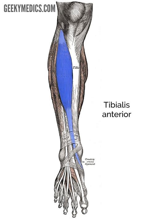 Tibialis Anterior Function