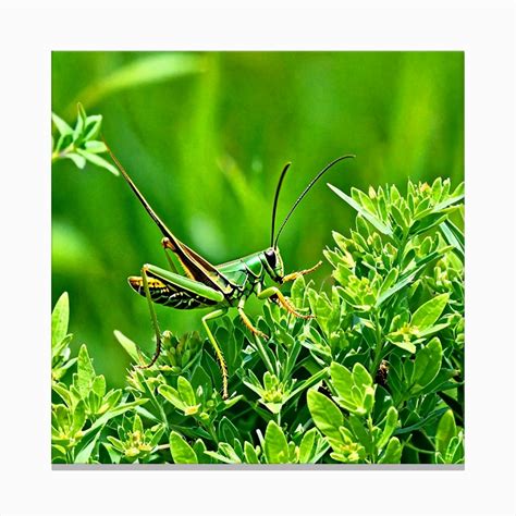 Grasshopper On A Plant Canvas Print By Pat4u Fy