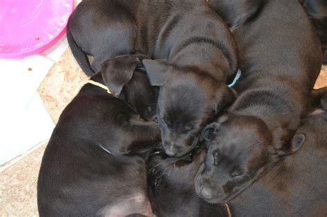 Puppies, Doberman Labrador mix babies, looking for their forever homes ...