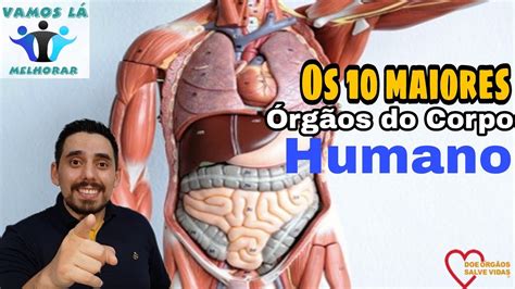 OS 10 MAIORES ÓRGÃOS DO CORPO HUMANO E suas principais funções YouTube