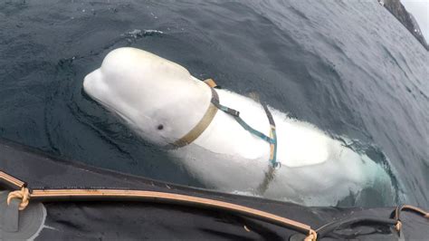 The Viral Beluga Whale Seen Playing Fetch Is ‘not What It Seems ’ Science Writer Says