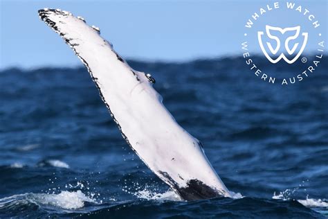 Juvenile Humpback Showtime Whale Watch Western Australia©️_5 – Whale Tales