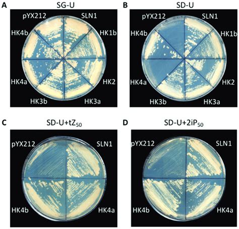 Functional Complementation Test With Ck Hks A Uracil Borne