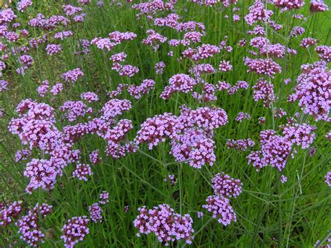 File:Verbena bonariensis.jpg - Wikipedia