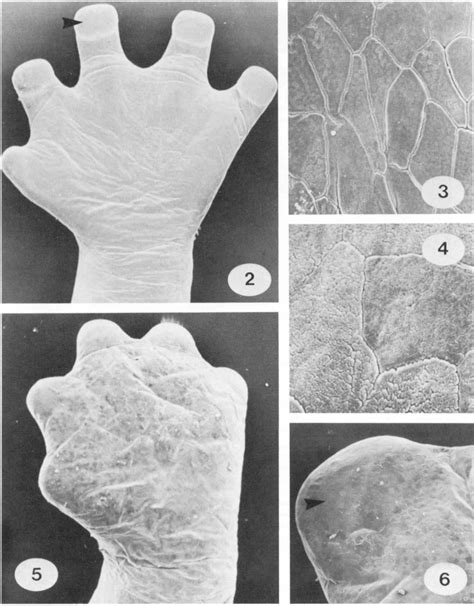 Plantar surface of the left foot of the terrestrial species... | Download Scientific Diagram