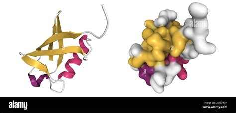 Structure Of Human Ubiquitin 3d Cartoon And Gaussian Surface Model With The Differently Colored