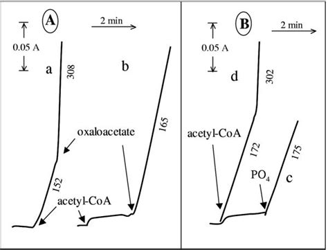 Phosphate Acetyltransferase Activity Of Mycoplasma Hyorhinis Can Be
