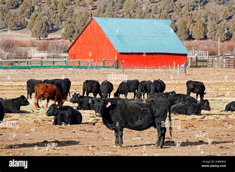 Cattle Ranch House