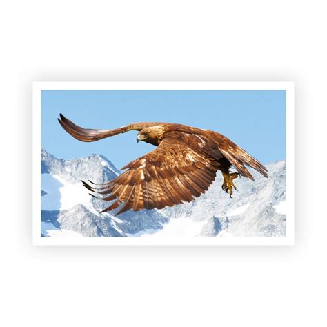 Stickermania Steinadler Stk Online Kaufen Interspar