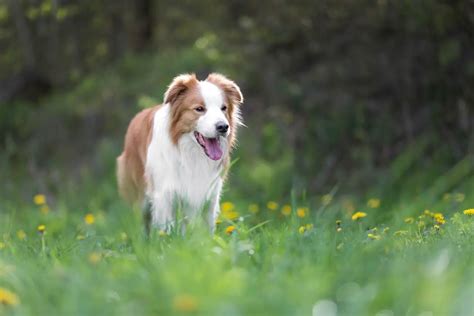 Border Collie Waga Wszystko Co Musisz Wiedzie